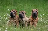 SHAR-PEI 960